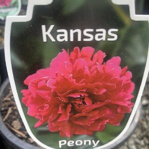 Peony- Paeonia- ‘Kansas’ 2L