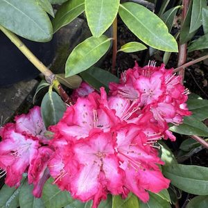 Rhododendron ‘The President’ 7.5L