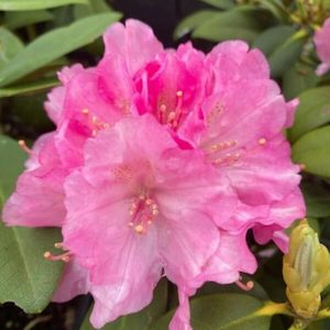 Rhododendron ‘Doc’ 7.5L