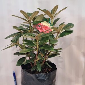 Rhododendron ‘Titian Beauty’ 7.5L