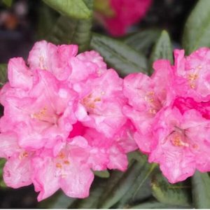 Rhododendron ‘Noyo Brave’ 7.5L