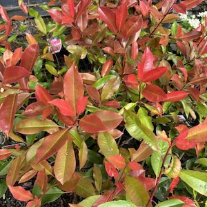 Photinia ‘Red Robin’ 2L