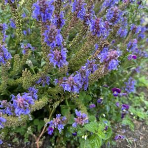 Salvia ‘Blue Hills’ 2L