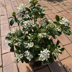 Choisya Ternata ‘Mexican Orange Blossom’ 4L