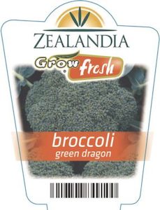 Broccoli ‘Green Dragon’ 6pack