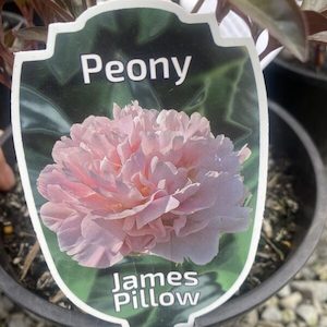 Peony- Paeonia- ‘James Pillow’ 2L