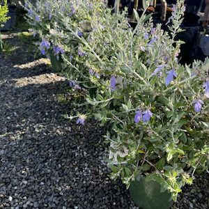 Teucrium ‘fruticans’ 4L