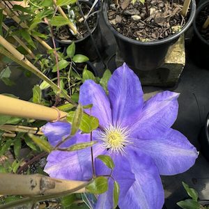 Clematis Hybrid. H F Young 2L