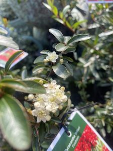 Pyracantha ‘Brilliant’