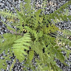 Achillea ‘Coronation Gold’ 1.5L