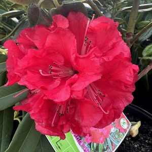 Rhodo ‘Raging Bull ‘ 7.5L