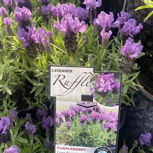 Garden supply: Lavender ‘Purpleberry Ruffle’