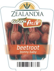 Beetroot ‘Bonny baby’ 6pack