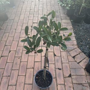 Garden supply: Michelia yunnanensis 70cm std