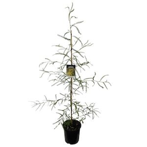 Garden supply: Sophora Longicarinata