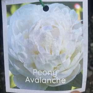 Peony- Paeonia lactiflora ‘Avalanche’ 2L