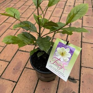 Garden supply: Magnolia Fairy Cream 2.5L