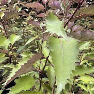 Hoheria populnea ‘Purple Wave’ 2L