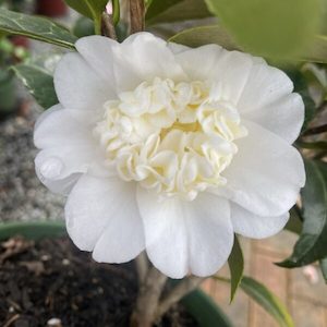 Camellia ‘Mansize’ 4L