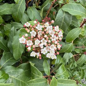 Viburnum tinus ‘Emerald Beauty’ 2L