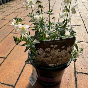 Garden supply: Nemesia ‘Vanilla’ 14cm