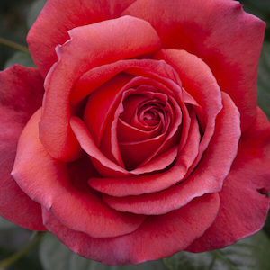 Garden supply: Rose ‘Legacy’ 6L