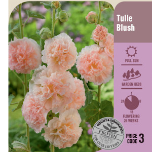 Garden supply: Seed Hollyhock ‘Pink Powderpuff’ NZ