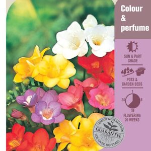 Garden supply: Seed Freesia ‘Giant Master’