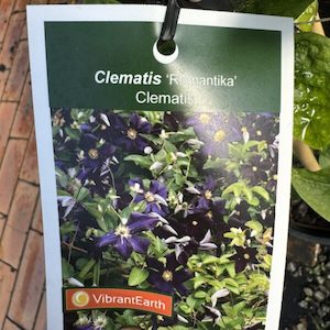 Clematis hybrid. ‘Romantika’