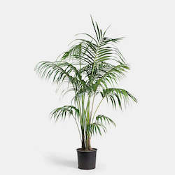 Kentia Palm