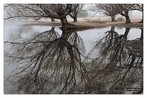 “Willow Reflection” Limited Edition Giclee by Stuart Clook