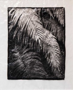 “Kiokio Fern” Photographic Print by Stuart Clook