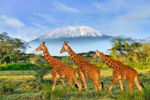 Products: 2025 Wonders of Kenya & Tanzania Safari Tour