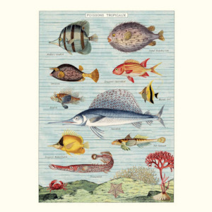 Cavallini & Co | Wrap or Print | Tropical Fish