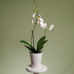 Florist: Phalaenopsis Orchid Plant