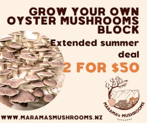 Oyster Mushroom Block Deal 2 for $50