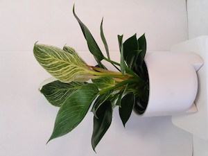 Philodendron Birken