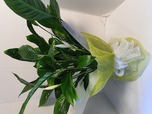 Peace Lily