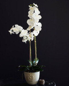 Florist: Potted Phalaenopsis Orchids Marigold Merchant