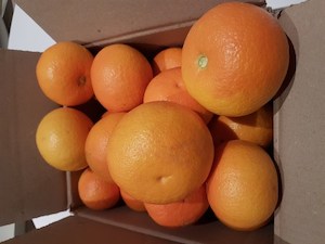 Grapefruit box