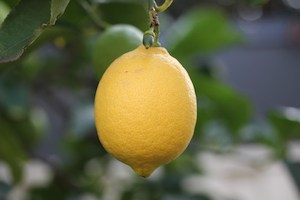 Lemon, gin and ginger marmalade