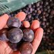 Damson plums