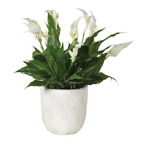 Florist: Peace Lily in Pot