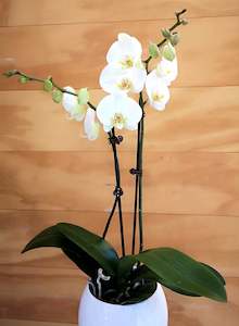 White Phalaenpsis Orchid