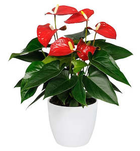 Anthurium Pot Plant