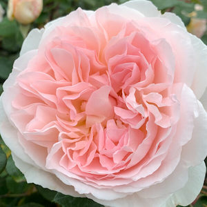 Nursery (flower, shrubs, ornamental trees): FAIRYTALE MAGIC - Kordes Rose Selection - On Special 20% Discount