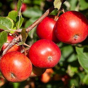 STRAWBERRY SWIRL - Crabapple