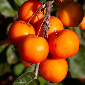 TOM'S ORANGE - Crabapple