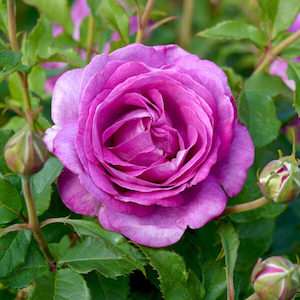 Nursery (flower, shrubs, ornamental trees): ADORABLE - Kordes Rose Selection