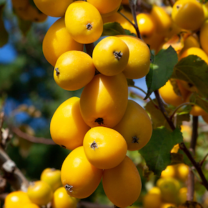 AUTUMN GOLD - Crabapple